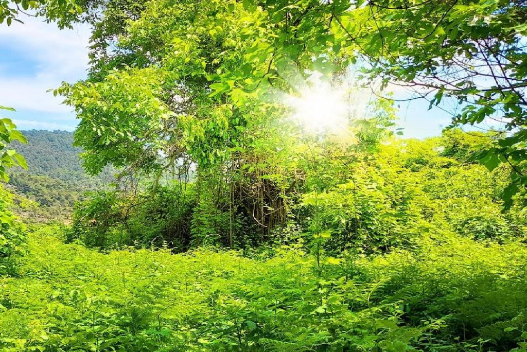 4K Sound of Forest, Bird Sound and walking Sound in a Beautiful Forest with a Nice Green Landscape