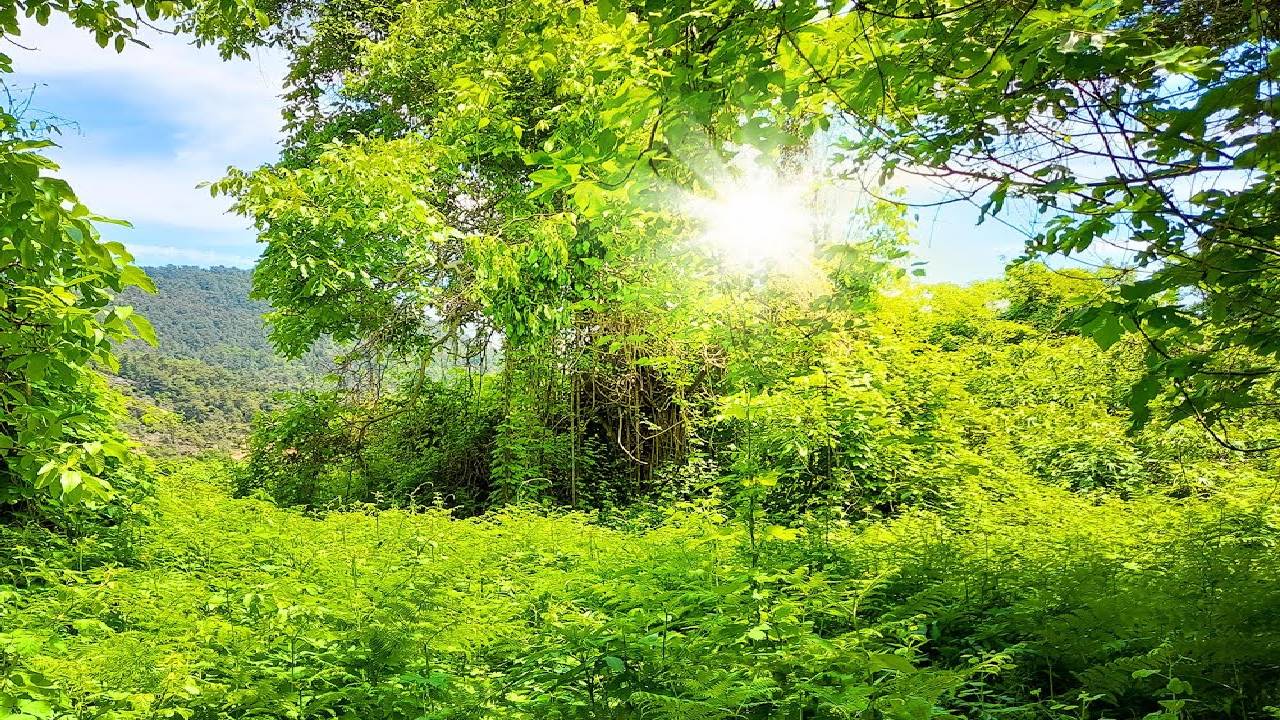 4K Sound of Forest, Bird Sound and walking Sound in a Beautiful Forest with a Nice Green Landscape