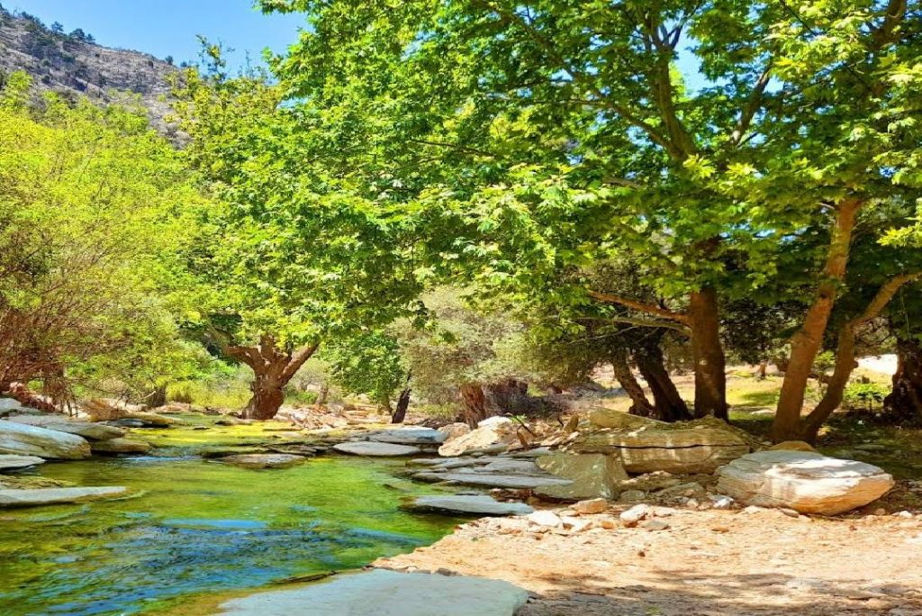 4k Gentle Sound of a Forest River and Soothing Sound of Birds to Sleep, Relax, and Meditate Deeply