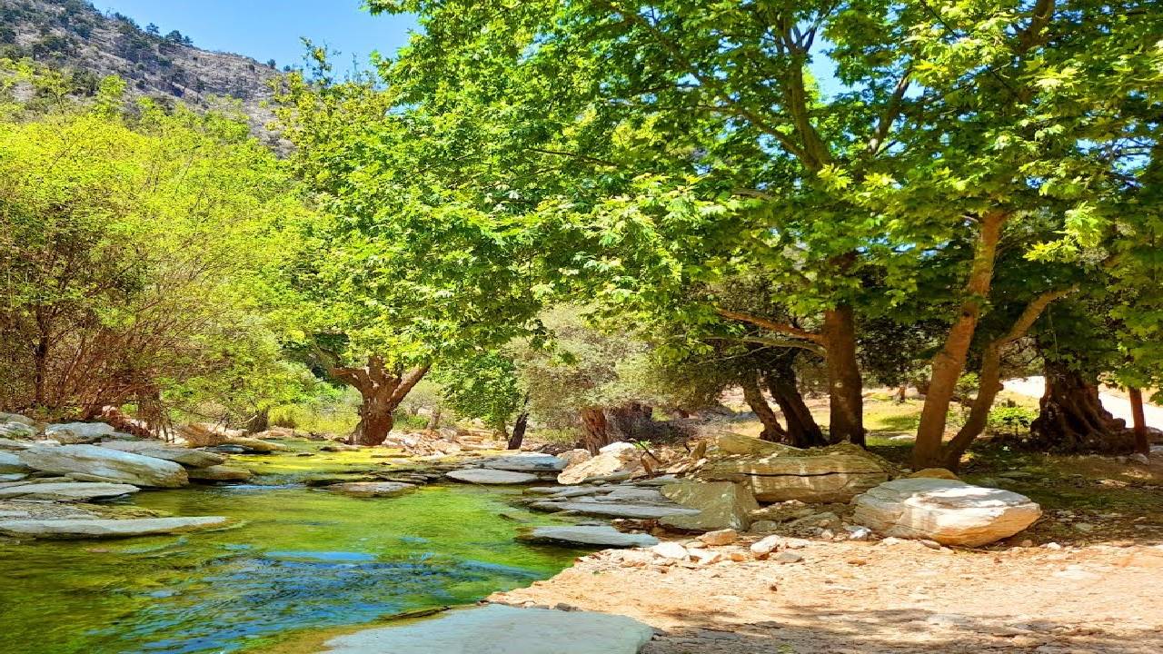 4k Gentle Sound of a Forest River and Soothing Sound of Birds to Sleep, Relax, and Meditate Deeply