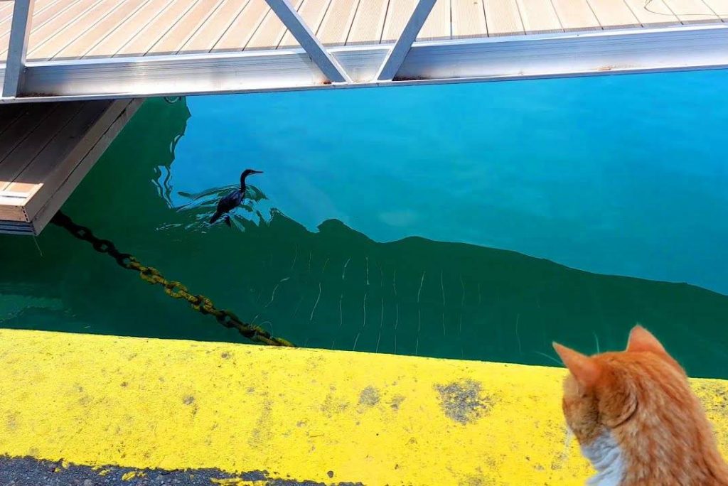 A heron is chasing fish and a hungry cat is watching… What does the hungry cat think?