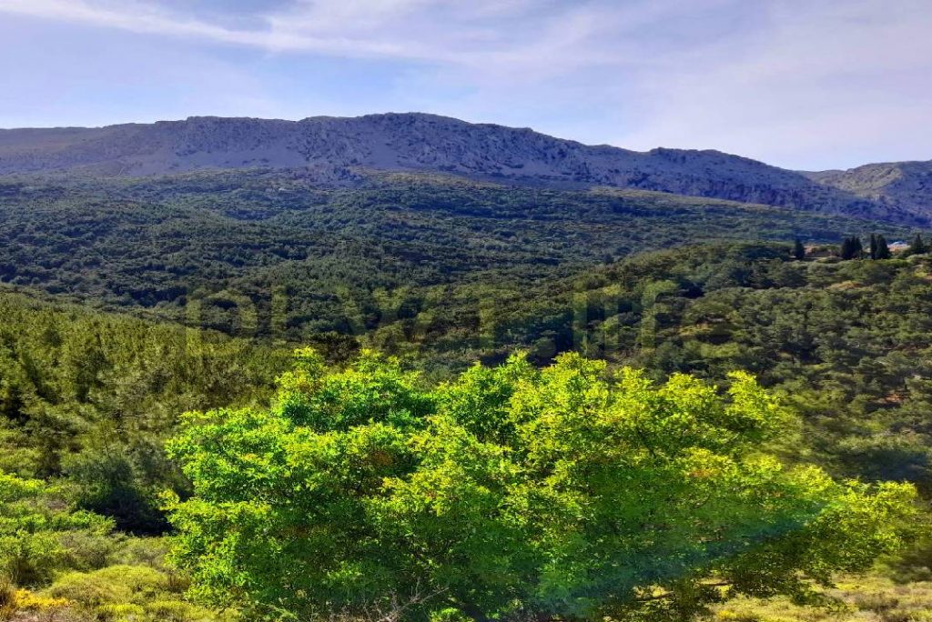 Relax, meditate and sleep deeply with the natural sounds of birds, forest, and mountains | 4K Sounds