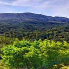 A heron is chasing fish and a hungry cat is watching… What does the hungry cat think?