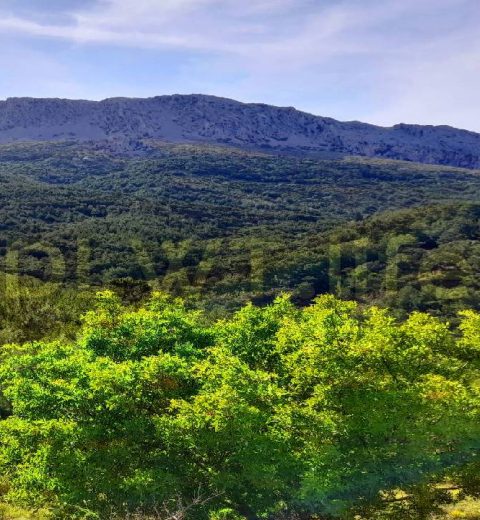 Relax, meditate, sleep deeply | birds sound, forest sounds, nature sounds | an amazing 4K landscape