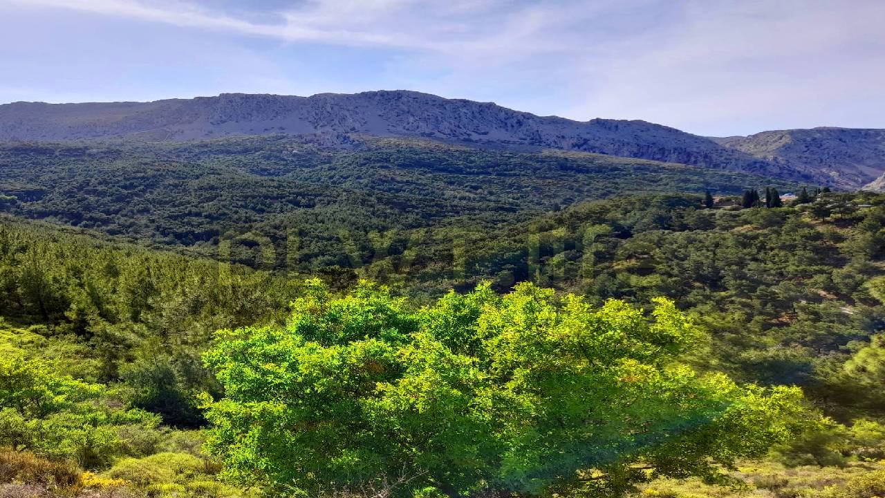 Relax, meditate and sleep deeply with the natural sounds of birds, forest, and mountains | 4K Sounds