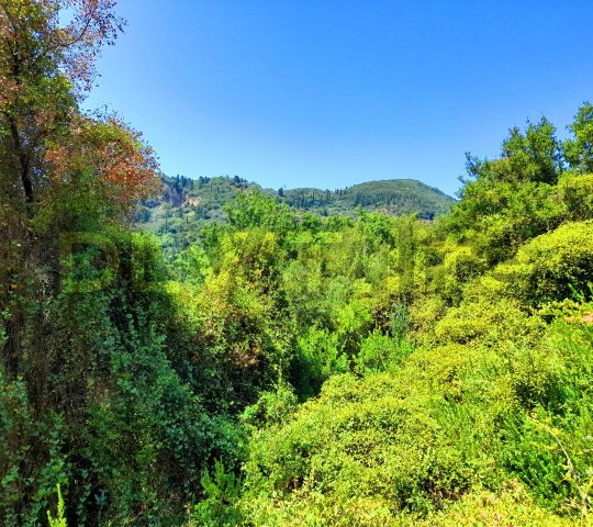 Forests of Corfu