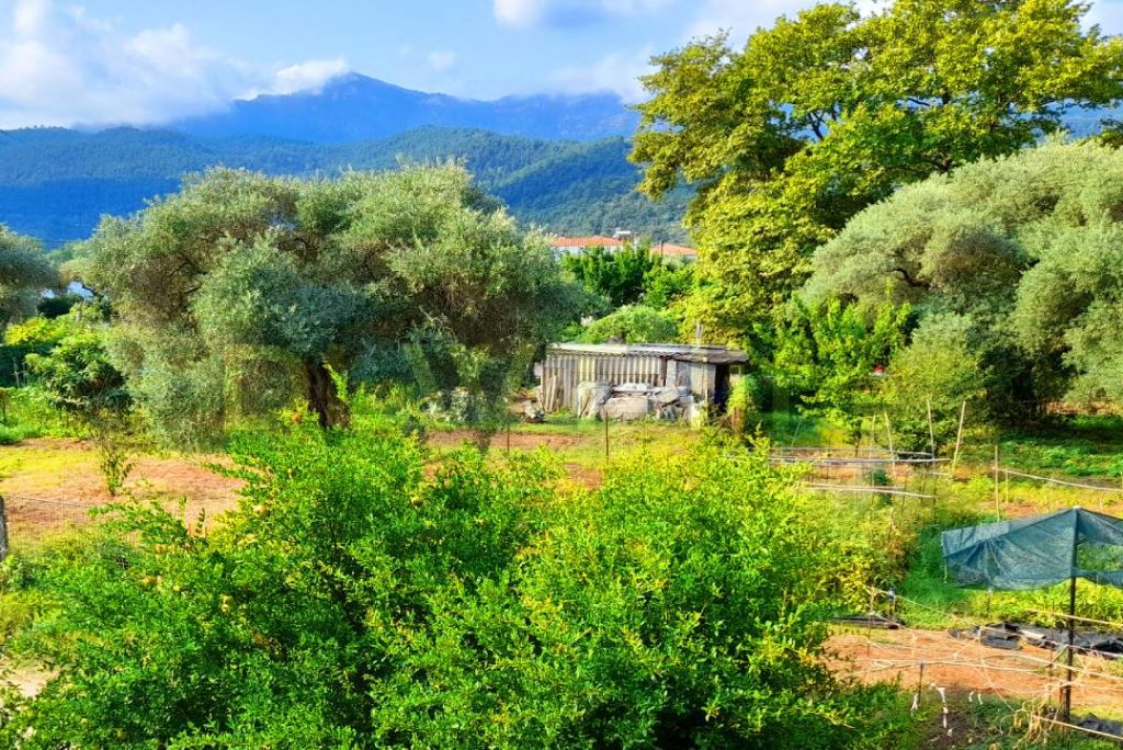 Relax, meditate, sleep deeply | birds sound, forest sounds, nature sounds | an amazing 4K landscape