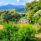 A heron is chasing fish and a hungry cat is watching… What does the hungry cat think?